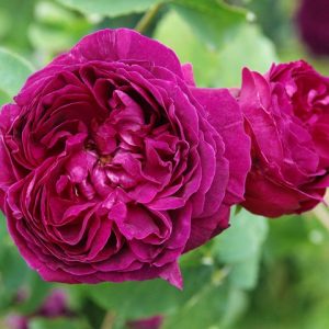 Upright 4 - Rogue Valley Roses