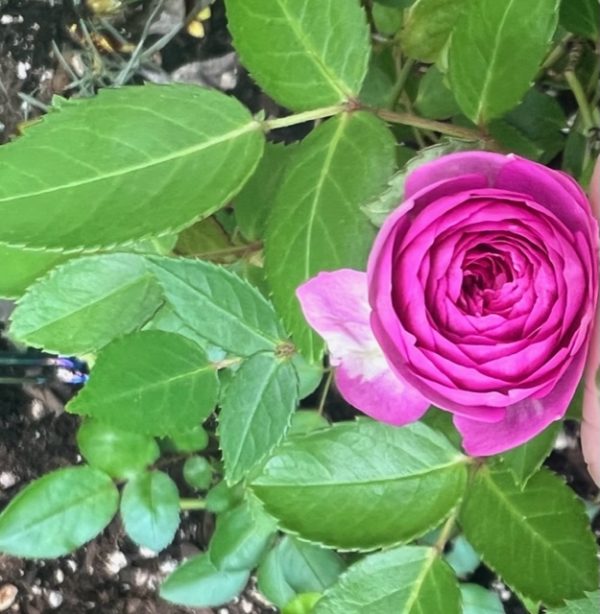 Aunt Margy's Rose™ - Rogue Valley Roses