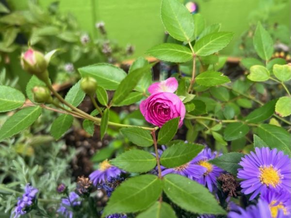 Aunt Margy's Rose™ - Rogue Valley Roses