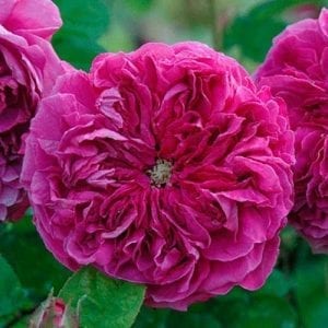 Barbara Oliva Rose - Paul Bardon