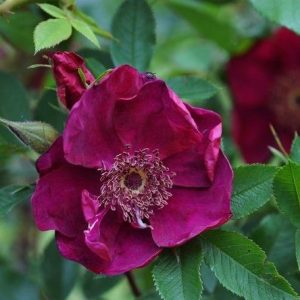 Basye's Purple