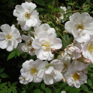Bennett's Seedling