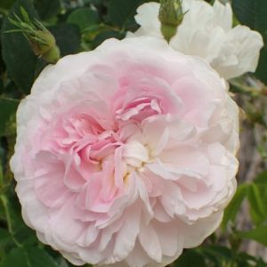Chloris