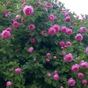 Coupe d'Hebe
