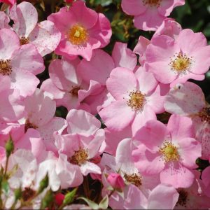 Fortuna Vigoroza