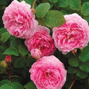 Gallicandy™ - Rogue Valley Roses