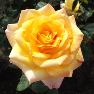 Gold Medal