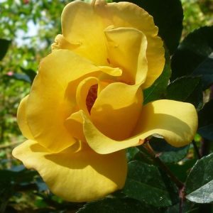 Golden Threshold