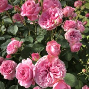 Grandma's Pink