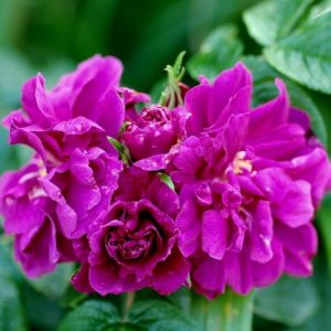 Upright 4 - Rogue Valley Roses