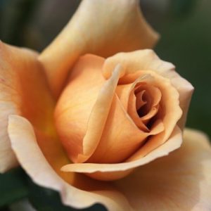 Julia's Rose