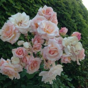 Katie Lindelli Rose