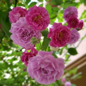 Mannington Mauve Rambler