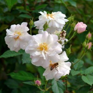 Moulton Noisette