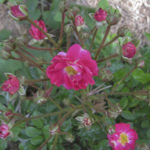 Mrs. Alston's Rose