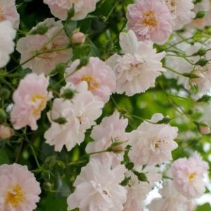 Paul's Himalayan Musk Rambler