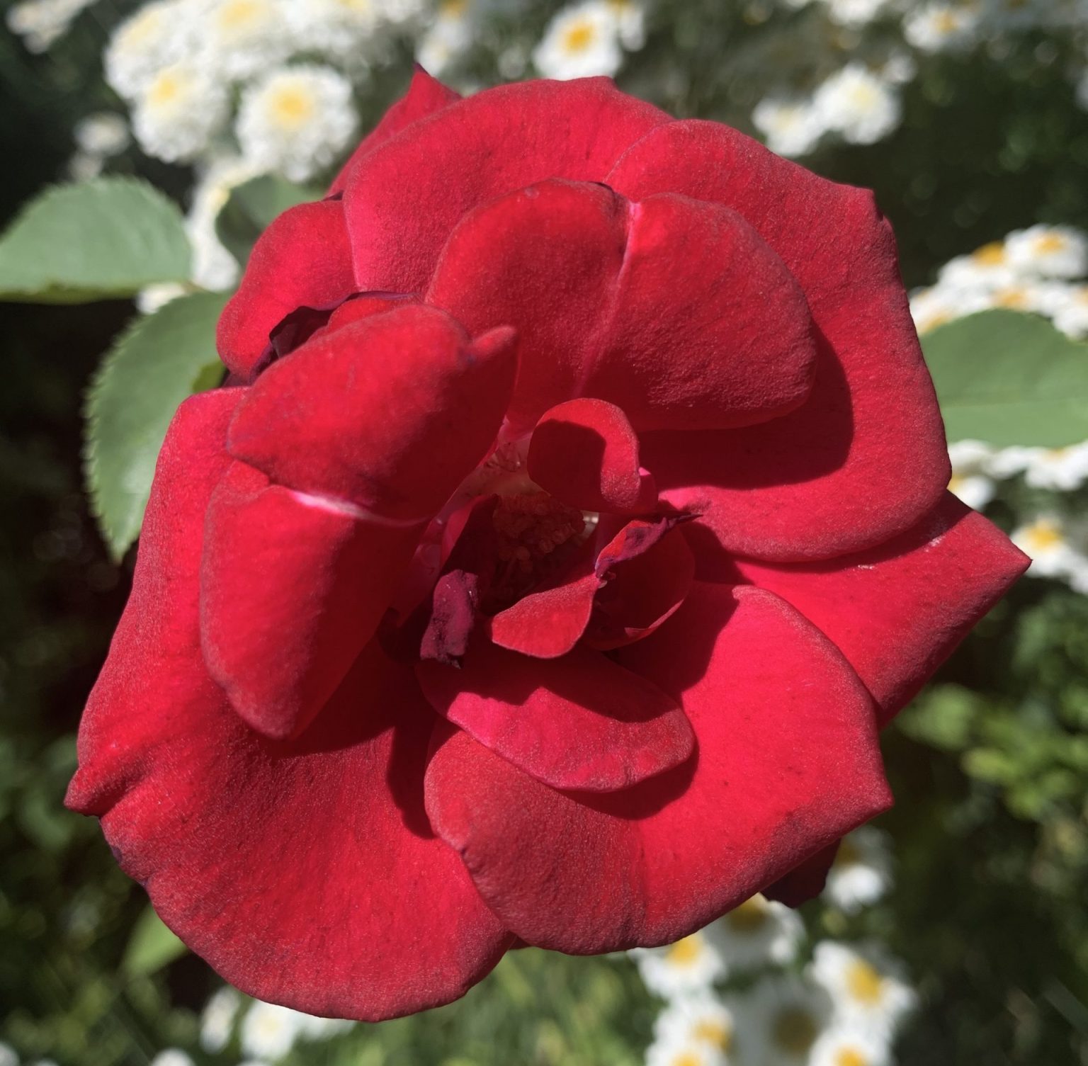 Red Perfumed Roses Red Parfum - Rogue Valley Roses