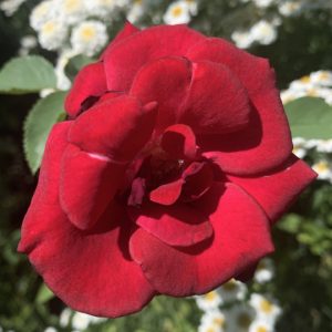 Red Parfum
