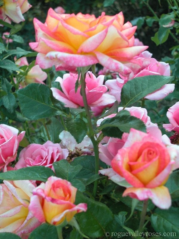 Sheila's Perfume - Rogue Valley Roses