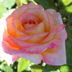 Sheila's Perfume