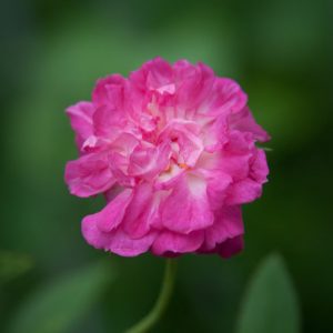 Sherry Berglund's Pink China