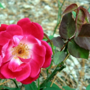 Belfield (R. chinensis, Slater's Crimson China)