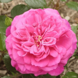 Marjory Palmer