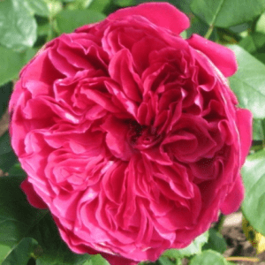 Rouge Royale