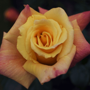 Sutter's Gold