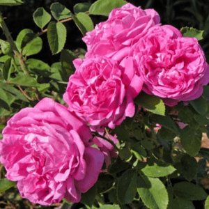 Jo An's Pink Perpetual
