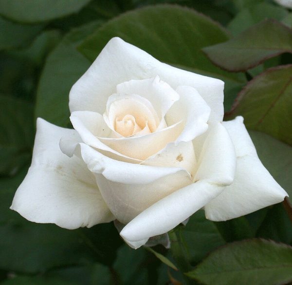 Anastasia - Rogue Valley Roses