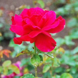 Dickson's Red