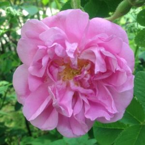 Elegant Gallica