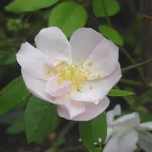 Fraser's Pink Musk