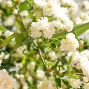 R. banksiae (Lady Banks Rose)