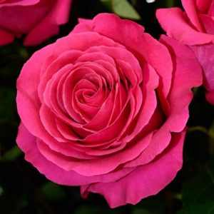 Miss All American Beauty (Maria Callas)