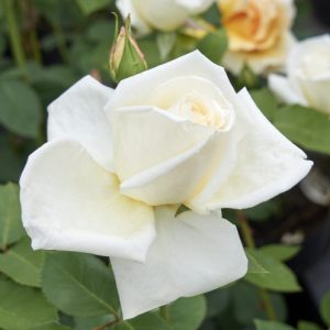 McGredy's Ivory