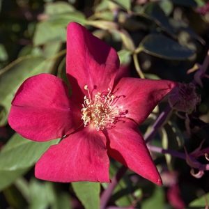 Miss Lowe's Variety