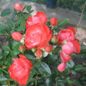 Orange Mothersday