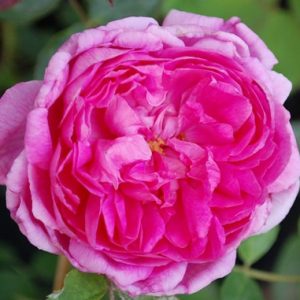 Paeonia