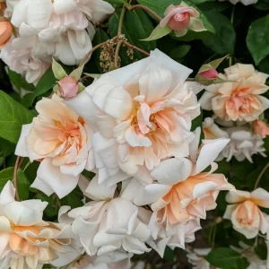 Perle d' Or