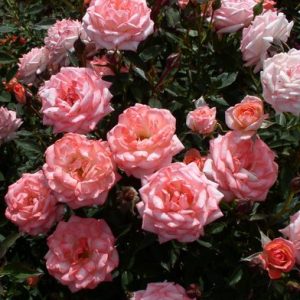 Pink Petticoat