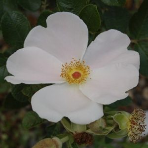 Pink Surprise
