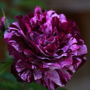 Purple Tiger