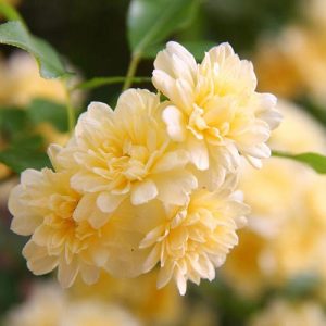 R. banksiae lutea