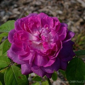 Reine des Violettes