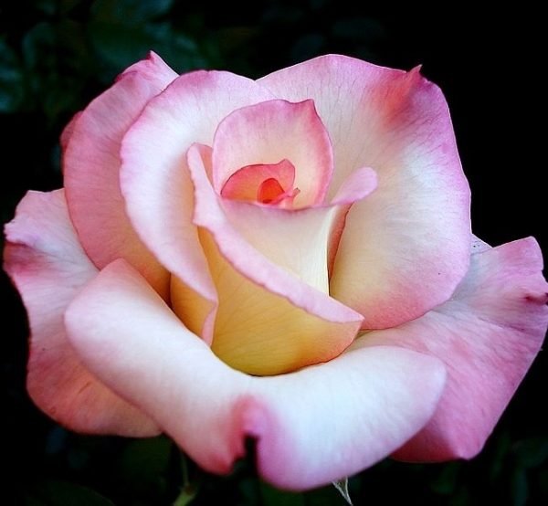 Secret - Rogue Valley Roses