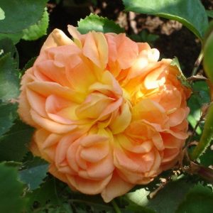 Soleil d'Or