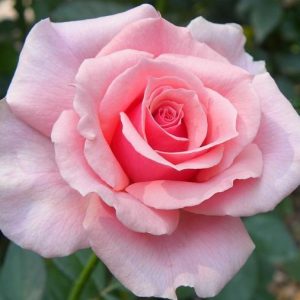 Tournament of Roses