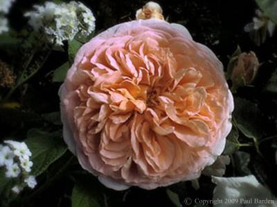 About Rogue Valley Roses